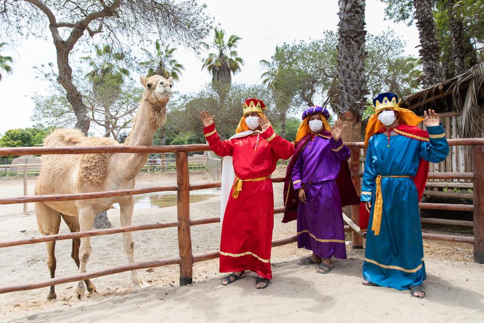 Bajada de Reyes: El Parque de las Leyendas invita a conocer a los dromedarios de los reyes magos. (Difusión)