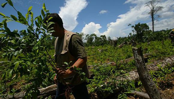 A LA DERIVA. Desde el 2012, el Perú desplazó a Colombia como el principal productor de coca, según las Naciones Unidas. (Perú21)