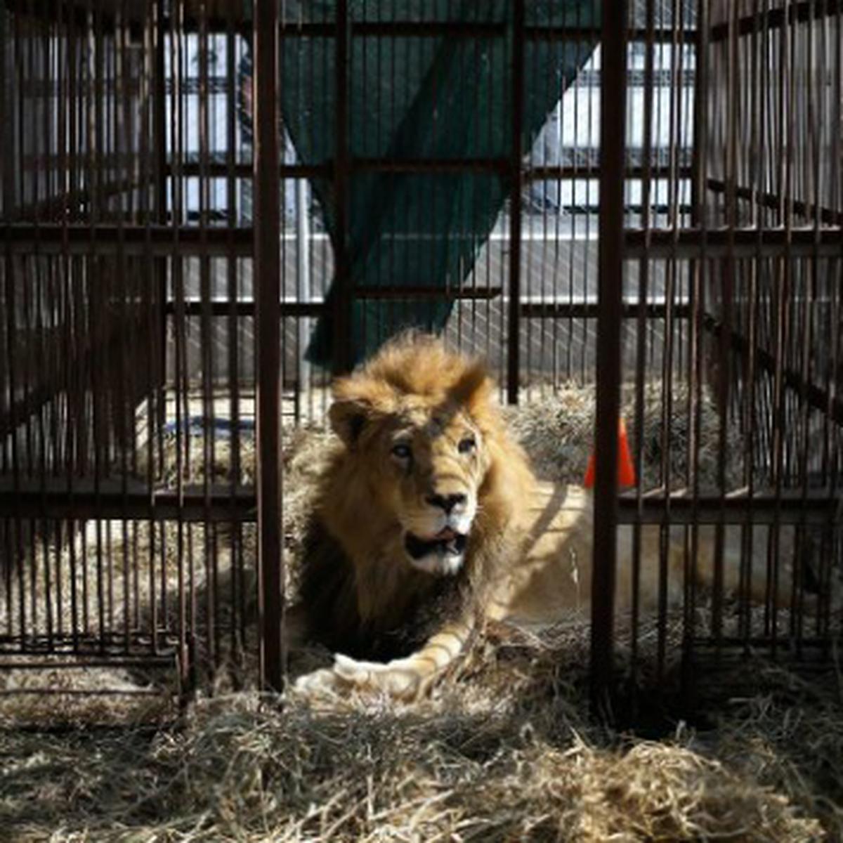 Unos 33 leones rescatados de circos en Perú y Colombia son transportados a  santuario en África | LIMA | PERU21