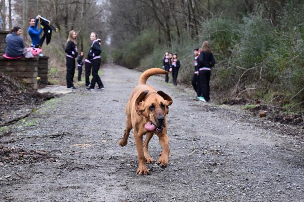 Una perrita se convirtió en la participante más peculiar de una media maratón sin que su dueña se enterara. (Foto: We Run Huntsville en Facebook)
