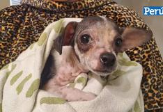 Chihuahua que sufría de sarna se recuperó tras ser adoptado | FOTOS 