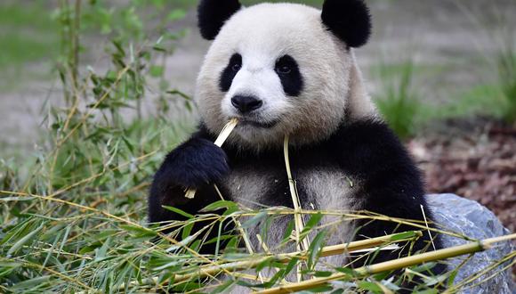 Meng Meng se divierte con un trozo de bambú en el zoológico de Berlín. (Foto: AFP)