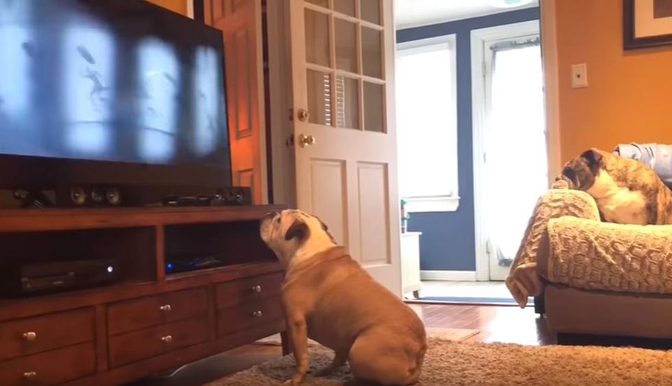 Al can, aparentemente, le encanta la película 'El Conjuro 2'. (YouTube: Evis and Khaleesi)