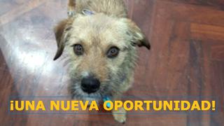 ¡Una nueva oportunidad! Integrante de 'Lima 2019' rescata a perro callejero y se lo lleva a su país