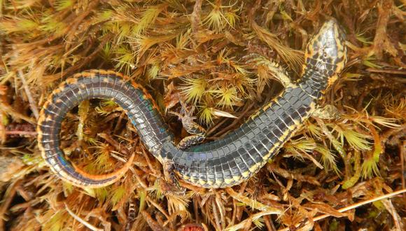 Nueva especie de lagartija es descubierta en Cusco