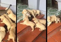 ¡Awww! Mira a estos perritos intentando jugar con un gato renegón [VIDEO]