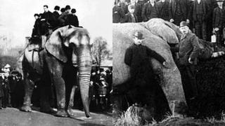 ‘Jumbo’: El elefante africano que inspiró ‘Dumbo’ y que pasó toda su vida maltratado por los humanos [VIDEO]