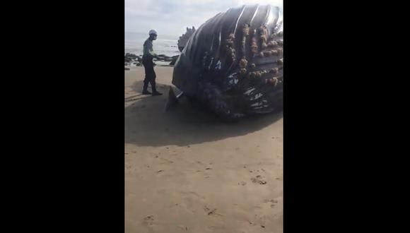 Tumbes: pobladores intentaron devolver al mar a ballena varada en Punta Sal. (Foto: Captura de pantalla)