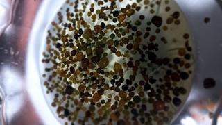 Combate la anemia con el flan a base de algas de cushuro y CO2 