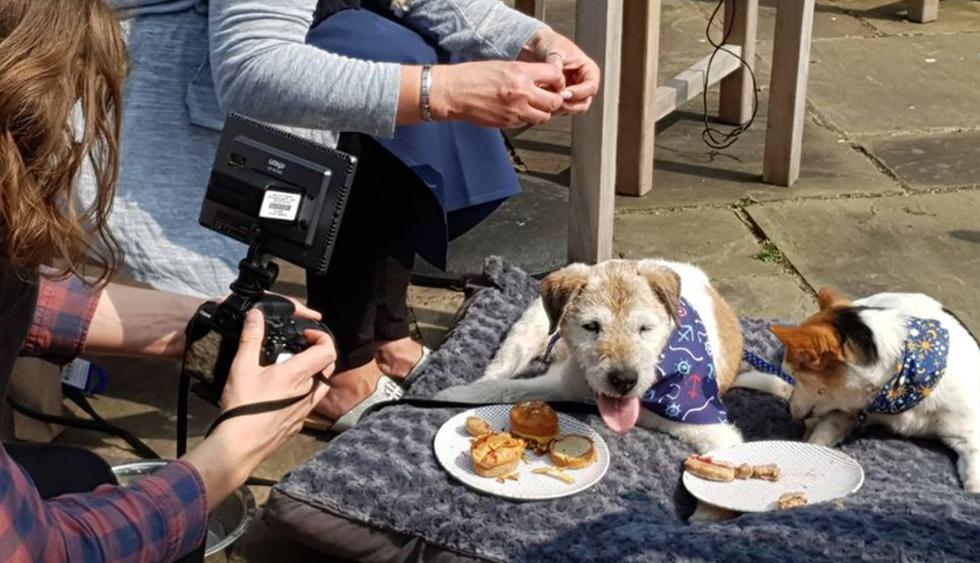 El Hospicio Canino Gray Muzzle en el Reino Unido, que acoge a perros viejitos y abandonados para darles los cuidados que merecen. (Foto: Facebook @thegreymuzzlecaninehospice)