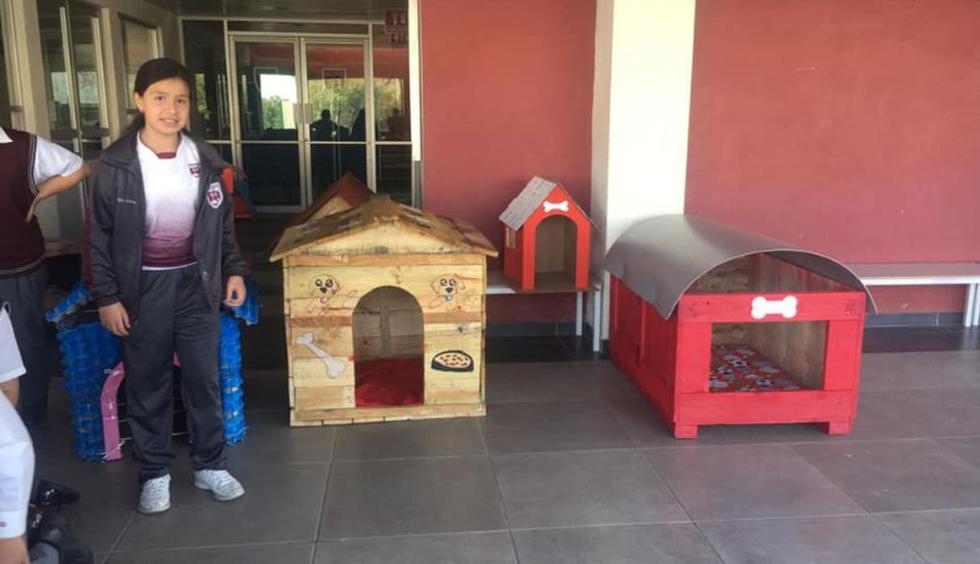 Alumnos mexicanos construyeron casas de material reciclado para perros  abandonados | HISTORIAS | PERU21 G21