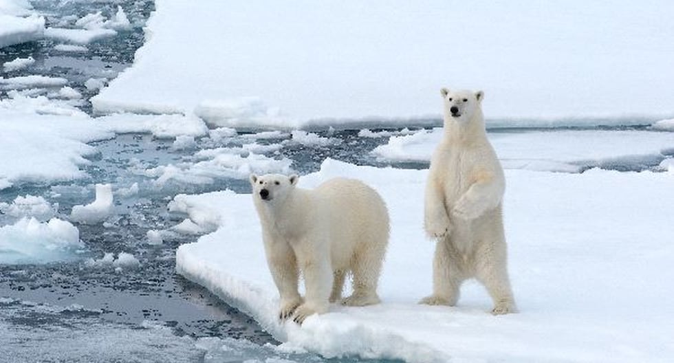 Cambio climático: Captan a oso polar hambriento obligado a cazar ballenas beluga en Canadá.