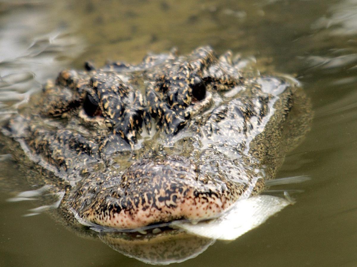Video viral | Enorme cocodrilo es grabado atacando y comiendo a un caimán  mucho más pequeño | Twitter viral | virales | Redes Sociales | Estados  Unidos | USA nnda nnrt | REDES-SOCIALES | PERU21