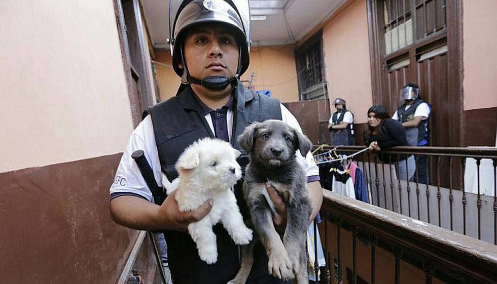 Rescataron decenas de animales que se vendían de forma ilegal en el Centro de Lima. (MML)