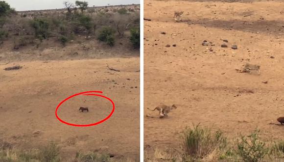 El video fue grabado por una turista en un conocido parque natural de Sudáfrica. (Foto: Kruger Sightings en YouTube)