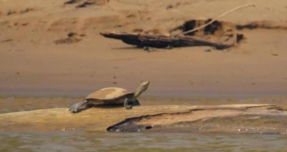 La tortuga de río de Madre de Dios está a punto de extinguirse. (Agencia DW)