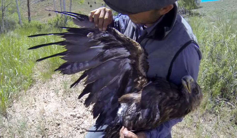 El rescate de un águila que cayó a un estanque se lleva los aplausos de las redes.