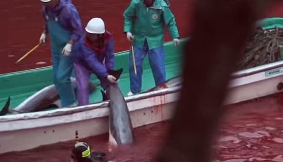 Japón inició caza de delfines en Taiji. (Captura Youtube/Neil Tulloch)