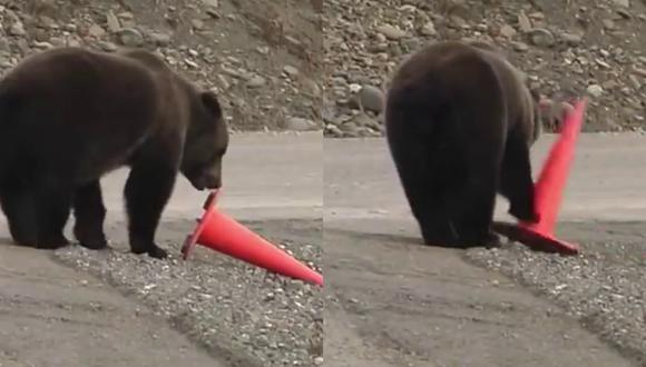 Un video viral muestra cómo un oso demuestra su civismo al levantar un cono derribado a un lado del camino. | Crédito: RM Videos / YouTube.