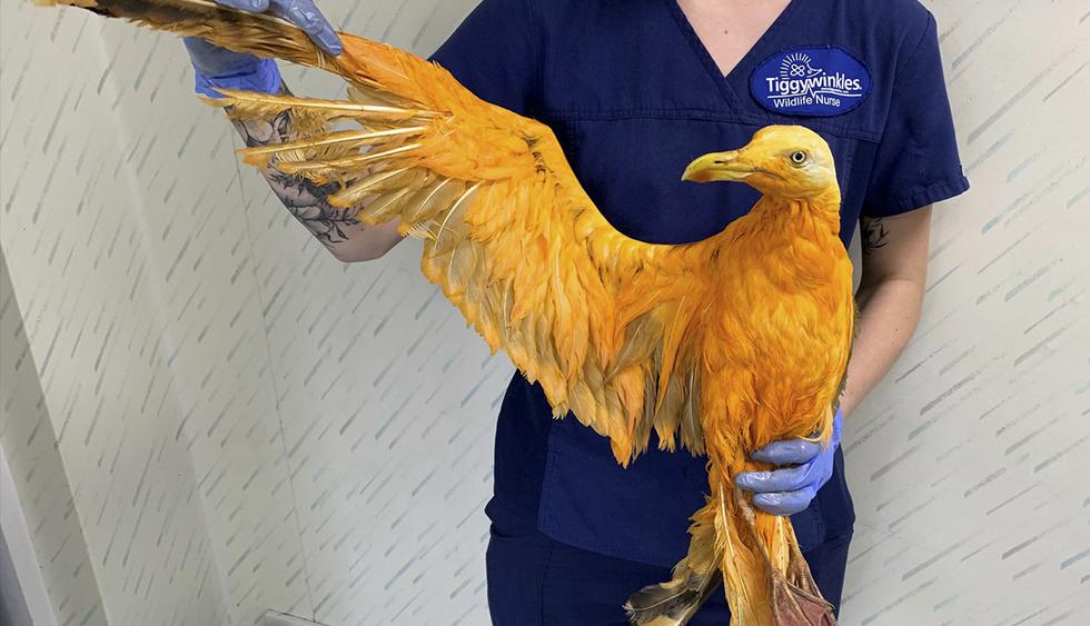Un ave naranja de aspecto exótico resultó ser una gaviota cubierta de curry. (Foto: Tiggywinkles Wildlife Hospital | Facebook)