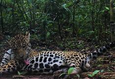 Emiten alerta para evitar la caza del jaguar que apareció en la selva de Puno