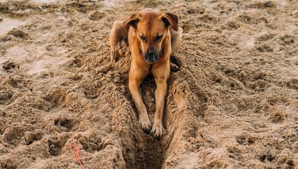 Un perro desató una ola de ternura en redes sociales por su peculiar reacción. (Foto: Pixabay/Referencial)