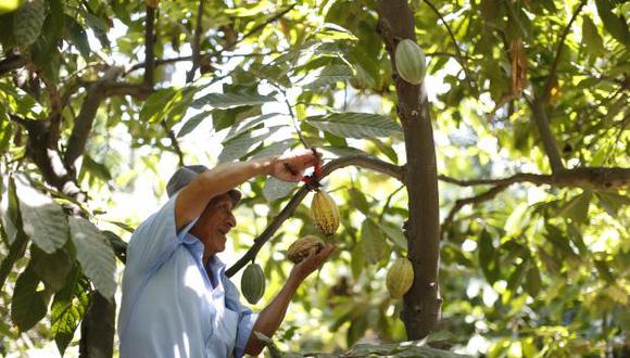 Agricultores de cacao serían beneficiados con implementación de Instituto. (Perú 21)