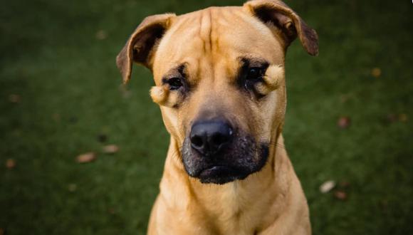Lena fue adoptada. (Foto: Rescue Dogs Dream, Inc./Facebook)