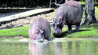 Los  hipopótamos de Escobar