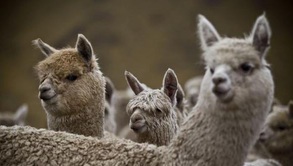 Realizan envíos a distintos países de fibra de alpaca (USI)
