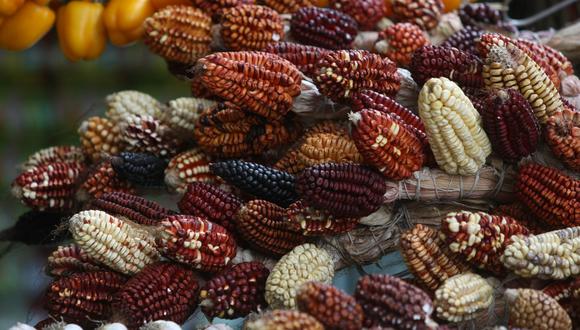 El Perú cuenta con más de 50 variedades de choclo. (Difusión)