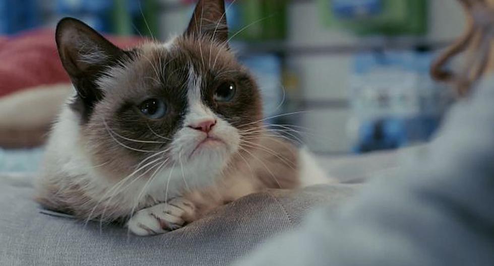 ‘grumpy Cat Mira El Tráiler Oficial De Su Primera Película Video