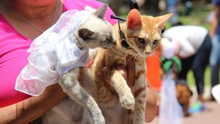 San Valentín: El 13 de febrero realizarán boda de mascotas en San Isidro [Fotos]