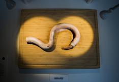 Pene de toro o queso con gusanos, esto y más puedes encontrar en el museo de la comida asquerosa [VIDEO]
