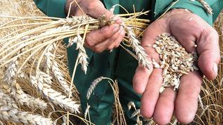 Precio del trigo alcanzó su nivel más alto en casi 14 años por posible escasez de suministros 
