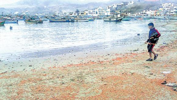 ALERTA. El calentamiento de las aguas causó la muerte de miles de crustáceos en la costa peruana. (USI)