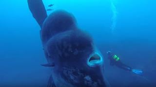 Facebook: Buzo captó al pez más grande del mundo en impresionante video