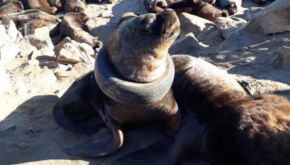 El mamífero marino fue rescatado gracias a la oportuna intervención de un grupo animalista. (Foto: Fundación Fauna Argentina en Facebook)