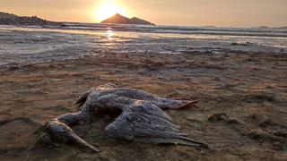 Derrame de petróleo: Digesa informa que hay reportes de contaminación del agua y arena en 24 playas