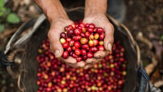 Perú lidera producción mundial de café orgánico y al cierre del año exportaciones llegarían a US$ 1,200 millones