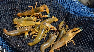 Día Mundial de la Acuicultura: Conoce el programa de sostenibilidad que busca rescatar al camarón de río 