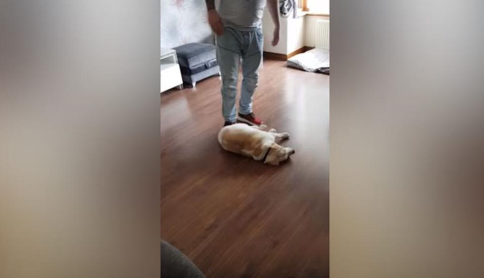 El can decidió echarse en el suelo con el fin de que nadie se fuera de la vivienda. (YouTube: Caters Clips)