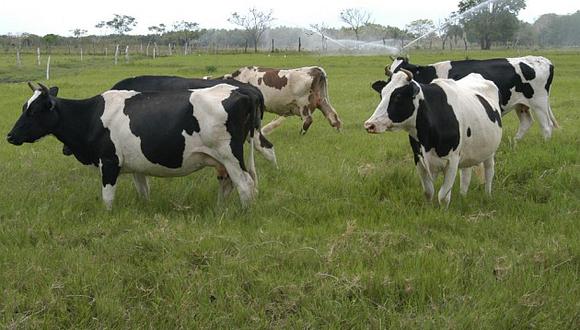 Gobierno busca impulsar la producción y comercialización sostenida de la ganadería nacional. (Perú21)