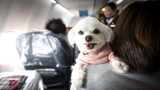Estas son las recomendaciones que debes seguir si deseas viajar con tu mascota en avión