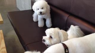 YouTube: Mira cómo este tierno perro separa una pelea entre dos canes