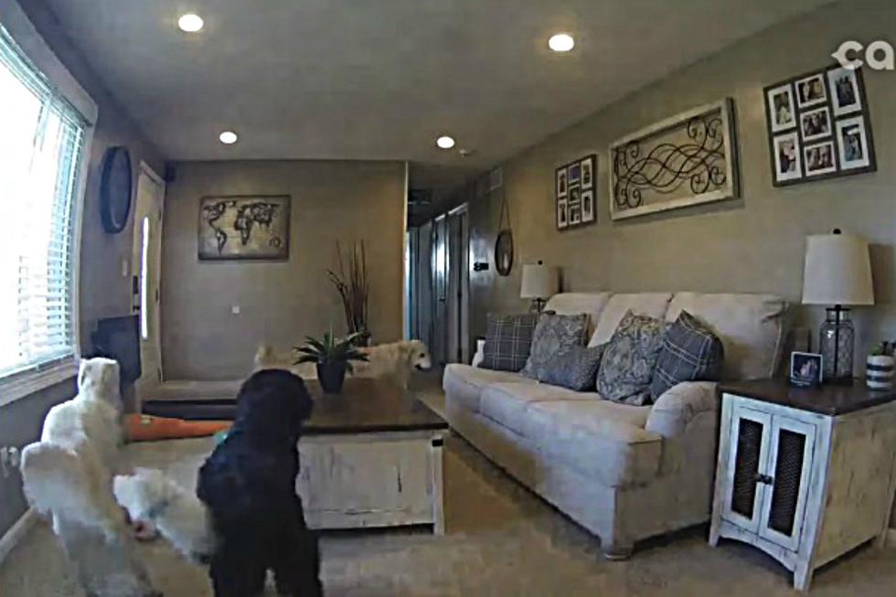 Instala cámara de seguridad y descubre lo que sus perros hacen cuando se  quedan solos en casa, nnda nnrt, VIRALES