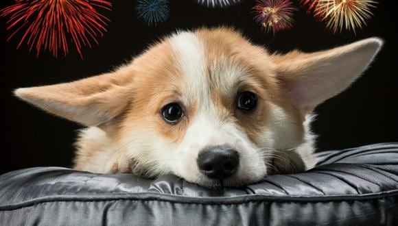 La cadena National Geographic transmitirá el especial ‘Felices Fiestas, Mascotas’ en todas sus plataformas. (Difusión)