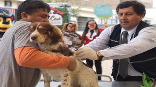 VanCan 2019: Minsa vacunará gratis a más de un millón de perros