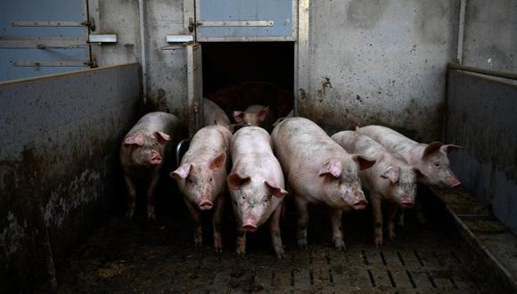 La información sobre víctimas que son lanzadas como alimento para cerdos fue ofrecida por una persona agredida que logró escapar y que ahora está protegida. (Foto: AFP)