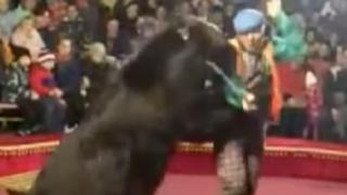 ¡De terror! Domador es atacado por un oso de circo mientras brindaba un show en Rusia [VIDEO]